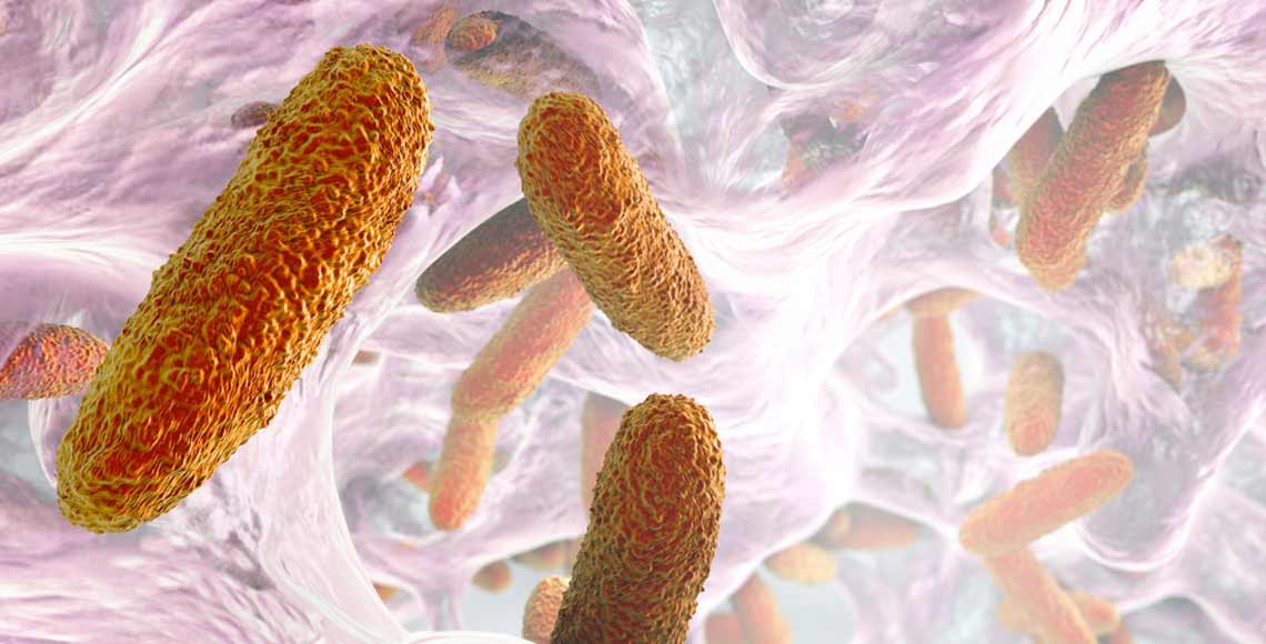 biofilm and legionella bacteria